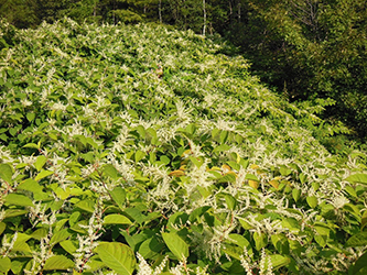 Uploaded Image: /uploads/Invasives Blog/Japanese Knotweed_small.jpg